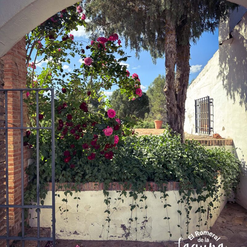 Cortijo IMG_9187 Cortijo IMG_9187